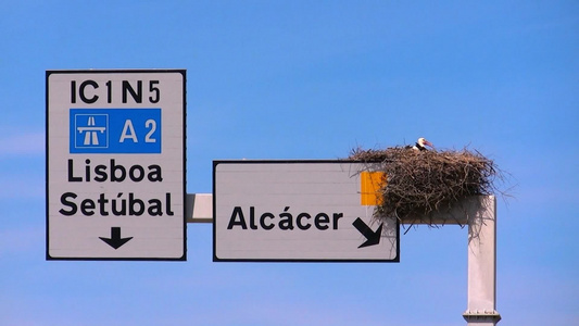 葡萄牙里斯本的公路标识牌上住着一窝鸟视频