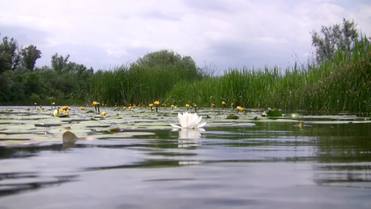 夏日湖面上的白色睡莲视频