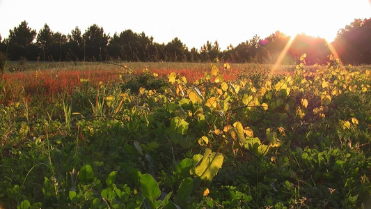 夕阳下的草地视频
