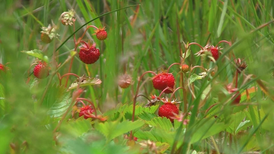 植物园里生长的草莓特写镜头视频