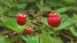 野生的木草莓12秒视频