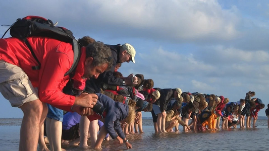 海浅海中观察水生物的人群视频