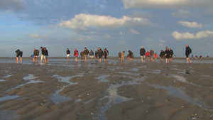 退潮后在海滩上行走的人群24秒视频
