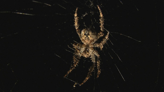织网的大蜘蛛视频