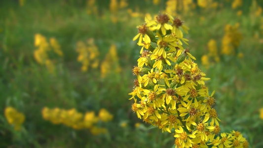 野外美丽的黄色花朵视频
