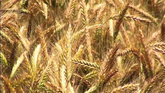 成熟的小麦[最佳状态]视频