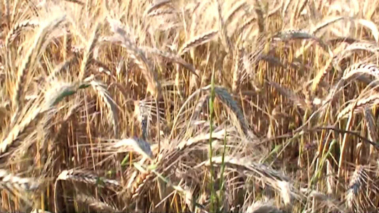 成熟的小麦视频