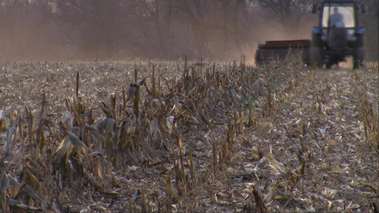拖拉机在田间收割玉米[稻茬]视频