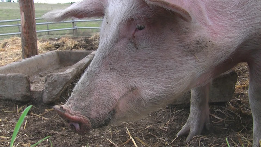 农庄里围栏内的猪视频