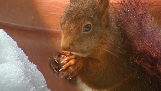 冬天里吃坚果的松鼠视频