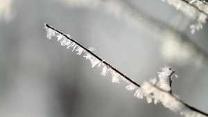 树枝上的霜雪19秒视频