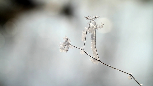 树枝上的白雪视频