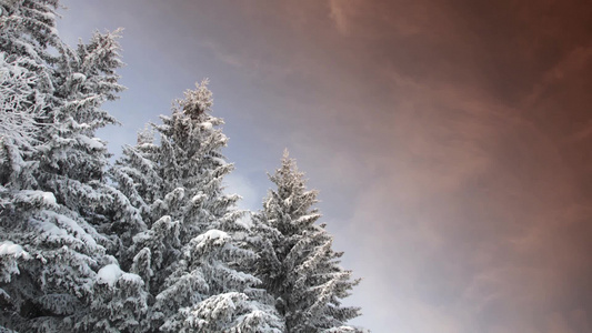 雪松树和多云的天空延时视频