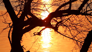 夕阳中的树影13秒视频