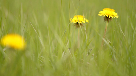 草地上的黄色蒲公英视频