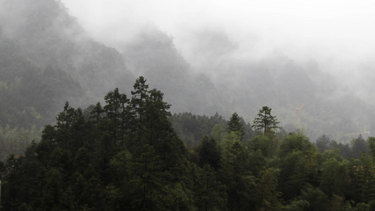 薄雾蒙蒙的雨中森林视频