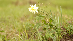 黄色的水仙花19秒视频