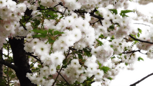 白色樱花在风中摇曳绽放[婆娑起舞]视频