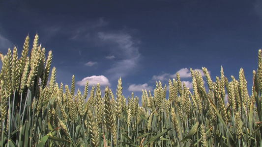 天空下的小麦田视频