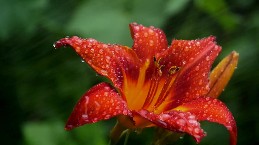 风雨中一株红色百合花视频