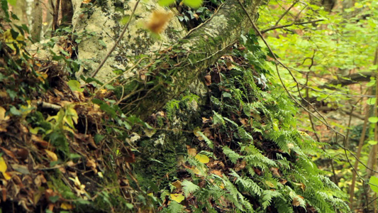 蕨类植物和苔藓[苔鲜]视频