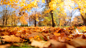 从秋天的树上掉下来的黄叶29秒视频