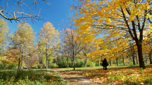 两个女孩在秋天的公园里收集枫叶23秒视频