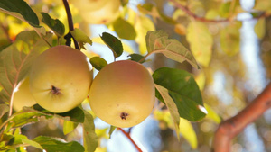 树有两个黄色的苹果8秒视频
