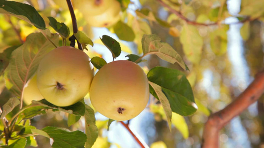 树枝上有两个成熟的苹果视频