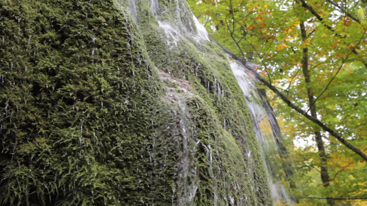 森林中的小瀑布视频