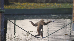 白手长臂猿沿着绳子走11秒视频