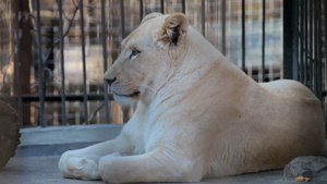 动物园牢笼趴着的狮子特写11秒视频
