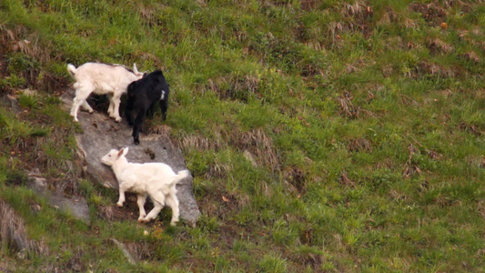 三只山羊在斜坡上吃着青草视频