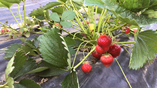 种植园里成熟的草莓视频