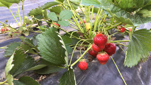 种植园里成熟的草莓27秒视频