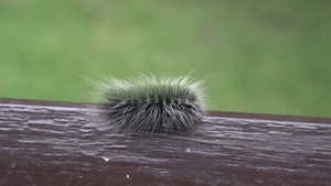 美丽的毛茸茸的毛毛虫在栏杆边缘缓慢爬行10秒视频