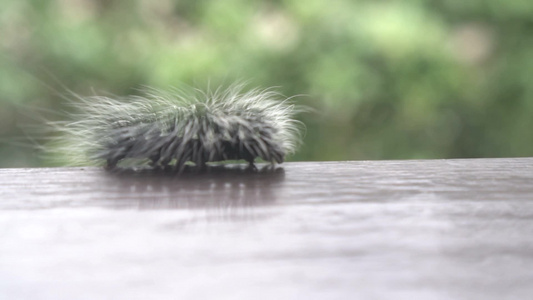 在模糊的绿树背景上美丽的黑白毛茸茸的毛毛虫爬行在栏杆的边缘视频