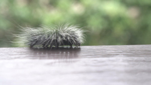 在模糊的绿树背景上美丽的黑白毛茸茸的毛毛虫爬行在栏杆的边缘6秒视频