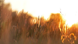 秋天金黄色草地上的自然风景模糊镜头28秒视频