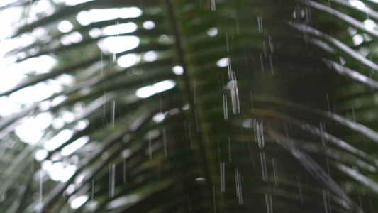 热带雨林雨季视频