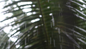 热带雨林雨季5秒视频