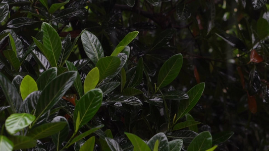 雨季浇淋灌木丛树林绿色植物视频