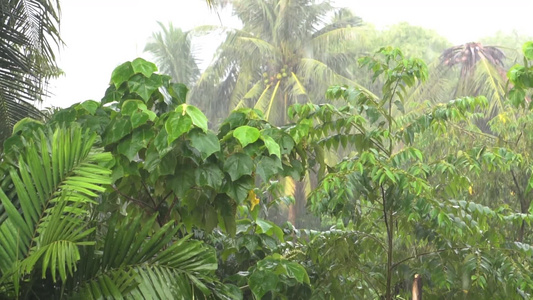 下着雨的热带雨林视频