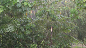 暴风雨侵袭树林灌木丛绿色植被5秒视频