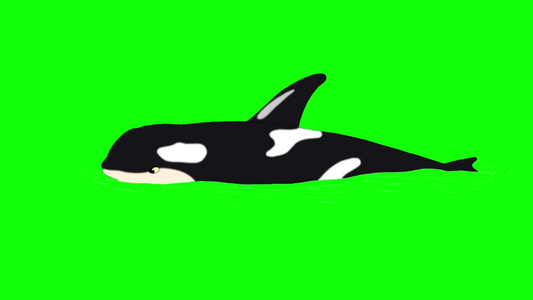 绿色屏幕上水中的虎鲸动画片段动物循环运动图形视频