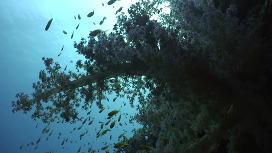 海底鱼群和珊瑚暗礁[浪急]视频