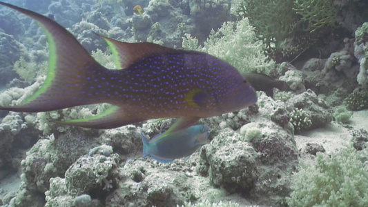 海底的珊瑚暗礁和石斑鱼视频