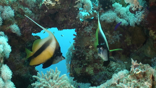 热带海洋里的热带鱼视频
