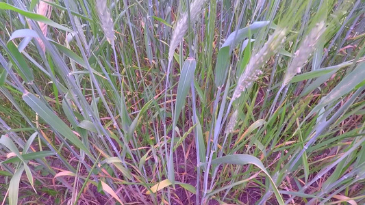 农田里的小麦[粮食作物]视频