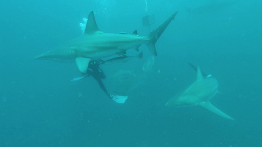 海洋里的尖鲨视频